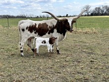 Heifer calf 41