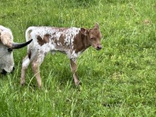 Heifer calf 42