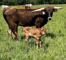 Heifer calf 43