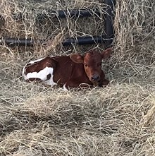 Heifer calf Apollo x Sally 