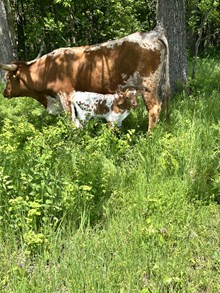 Rebar x confetti heifer