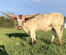 BH5 Marshmallow Toast