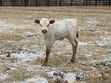 WHC RIO'S MORNING GLORY x WS APOLLO BULL CALF