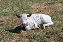 heifer calf Apollo x beebs