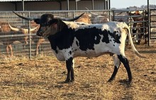 WKH QUEEN DELUGE 🇺🇸