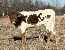 Bull Calf 33